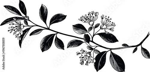 Detailed black and white botanical illustration of flowering plant branch with leaves, buds, and blossoms, perfect for vintage art, herbal studies, and educational design