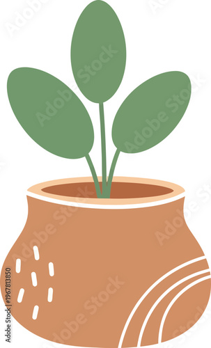 Green plant in terracotta pot.