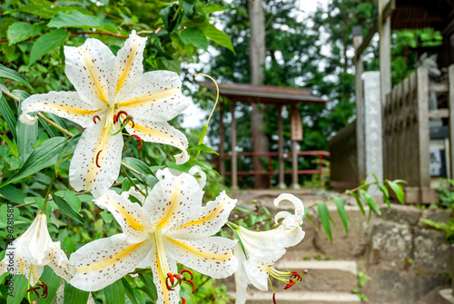 Fotografie 東京都青梅市の武蔵御嶽神社境内に咲く大輪のヤマユリと奥宮遥拝所へと続く参道/Golden-banded Lilies Blooming along the Pa