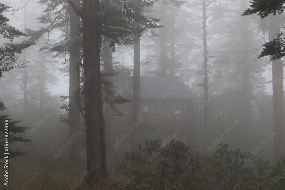 Fototapeta premium Mysterious Wooden Cabin Hidden in Dense Foggy Pine Forest