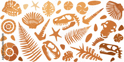 Collection of fossilized prehistoric marine life and plant silhouettes