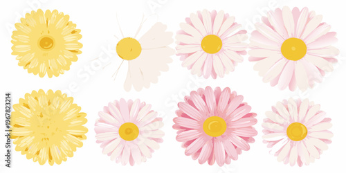 A collection of colorful daisy flowers in varying shades and arrangements