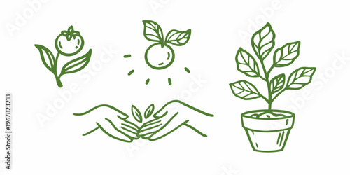 Stages of plant growth from seed to mature plant hand drawn style