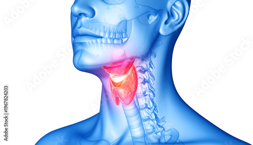 Thyroid gland anatomy in human neck.