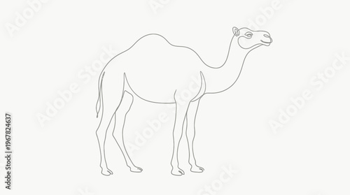 A minimalist line art illustration depicting a dromedary camel standing in profile on a plain background.