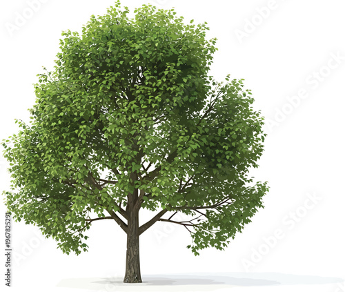 Foto Green Tree Isolated on White Background