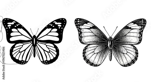 Two detailed black and white illustrations of butterflies, showcasing intricate wing patterns and delicate antennae in a clear, high-contrast style, perfect for nature or artistic projects
