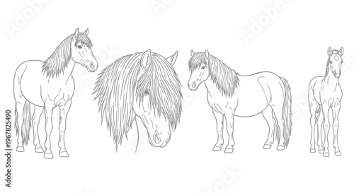 Elegant collection of detailed line art horse illustrations, featuring a majestic adult equine, a close-up head, and a charming foal, perfect for educational or artistic projects