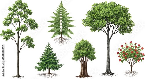 Trees Varieties Isolated on White Background