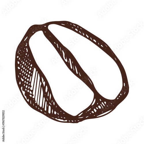Hand drawn fresh roasted coffee bean Arabica robusta seed doodle Single element for print, web, design, decor