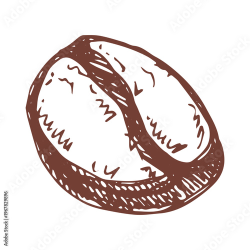 Hand drawn fresh roasted coffee bean Arabica robusta seed doodle Single element for print, web, design, decor