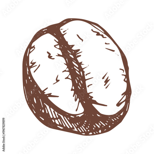 Hand drawn fresh roasted coffee bean Arabica robusta seed doodle Single element for print, web, design, decor