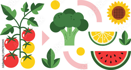 Healthy food flat vector set. Tomato broccoli citrus watermelon and sunflower elements. Fresh organic fruits and vegetables illustration for vegan diet nutrition and cooking design.