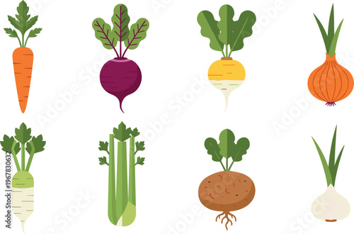 Root vegetables flat vector set. Carrot beetroot onion garlic radish potato and celery illustrations. Fresh organic farm produce collection for cooking healthy food and grocery design.