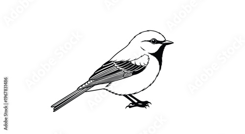 Detailed black and white pencil drawing of a small bird perched on a branch showing fine realistic feather textures.