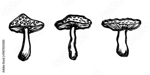 Hand drawn mushroom doodle set Botanical illustration Cute autumn mushroom Healthy eco food Organic vegetarian food For stickers, greeting card, design, print, packaging, decor, kids books