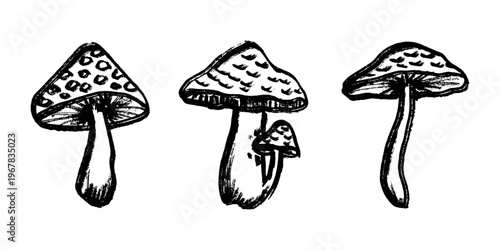 Hand drawn mushroom doodle set Botanical illustration Cute autumn mushroom Healthy eco food Organic vegetarian food For stickers, greeting card, design, print, packaging, decor, kids books
