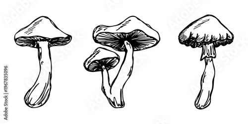 Hand drawn mushroom doodle set Botanical illustration Cute autumn mushroom Healthy eco food Organic vegetarian food For stickers, greeting card, design, print, packaging, decor, kids books