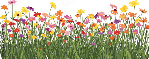 Colorful Flowers Growing in Green Grass on White Background