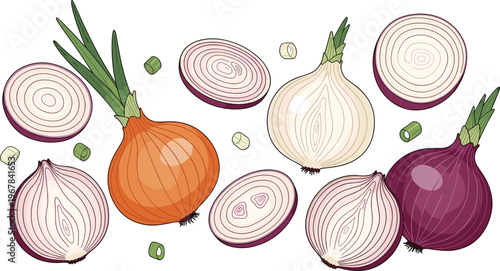 Onion varieties vector set with slices and rings. Red, yellow, and white bulbs with cut sections. Fresh organic vegetable illustration for cooking and kitchen design.