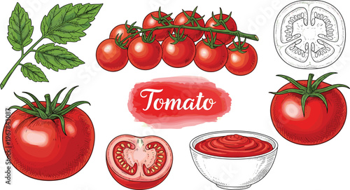 Tomato vector collection with fresh fruits and slices. Leaves, sauce bowl, and label included. Organic food illustration for cooking, grocery, and kitchen design.