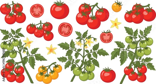 Tomato plant vector set with fruits and leaves. Red, green, and yellow tomatoes with slices and flowers. Fresh organic vegetable illustration for farming and cooking design.