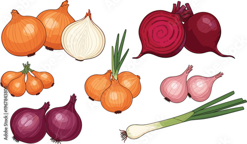 Onion and shallot vector set with varieties and cuts. Whole bulbs, slices, and green onion stalk. Fresh organic vegetable illustration for cooking and grocery design.
