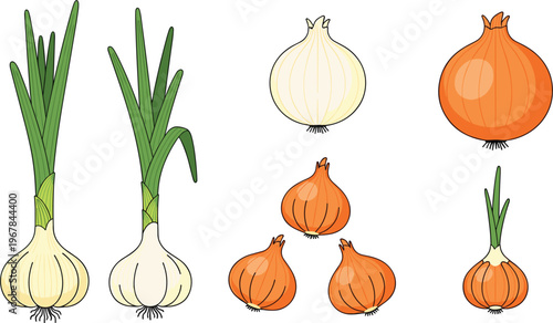 Onion varieties flat vector set. White and yellow bulbs with green stalk onions. Fresh organic vegetable illustration for cooking, grocery, and farm design.