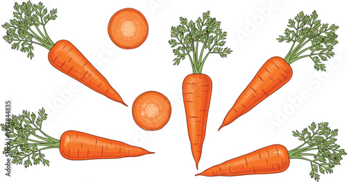 Carrot arrangement flat vector set. Fresh whole carrots with slices in circular composition. Organic vegetable illustration for cooking, farming, and healthy food design.
