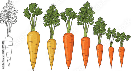 Carrot varieties progression flat vector set. Different sizes and colors from sketch to fresh harvest. Organic vegetable illustration for farming, growth stages, and healthy food design.