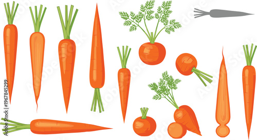Carrot varieties flat vector set. Whole, small and round carrots in different shapes and styles. Fresh organic vegetable illustration for farming, cooking, and healthy food design.