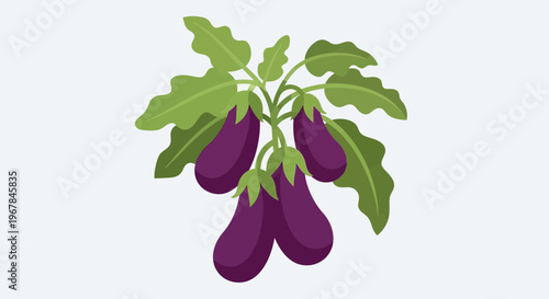 Fresh Eggplant Branch with Green Leaves, Healthy Organic Vegetable