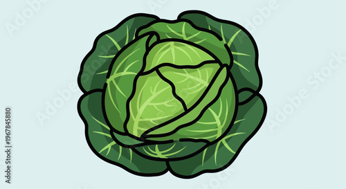 Fresh Green Cabbage Illustration