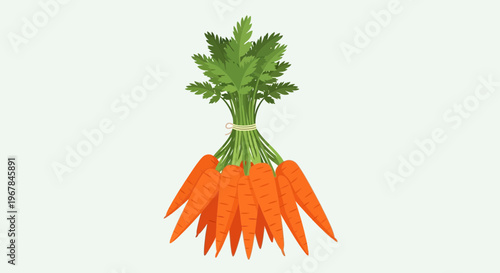 Fresh Organic Carrots Bunch with Green Tops Isolated on White Background