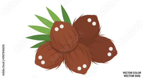 Group of brown coconuts with green leaves, vector illustration, tropical fruit