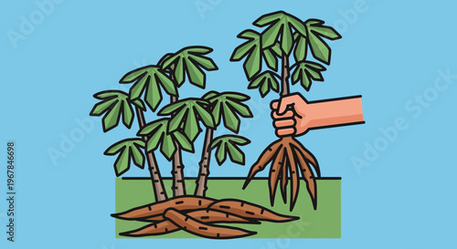 Hand Harvesting Cassava Roots from Plant, Healthy Food Crop Illustration