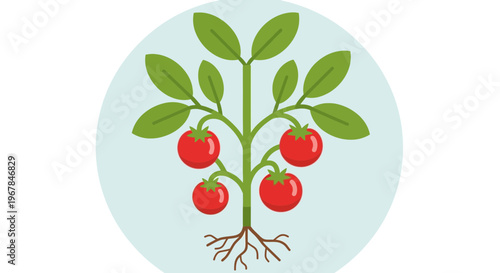 Healthy Tomato Plant with Ripe Red Fruits and Roots Icon