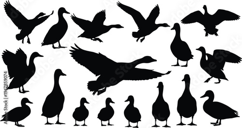Duck silhouettes collection set with flying and standing poses, waterfowl birds black shapes, wildlife illustration, isolated design elements for nature, hunting, and decoration use