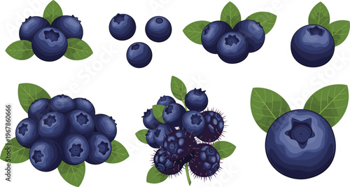Blueberry vector set with different berry types and leaves. Fresh ripe fruit collection isolated on white background. Organic healthy food illustration for packaging and design.