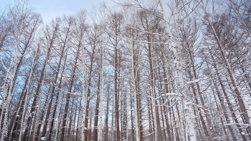 Falling snow in winter season around park with snow covered trees
