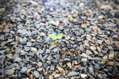 Green seedling growing from pebble stone ground, new life concept