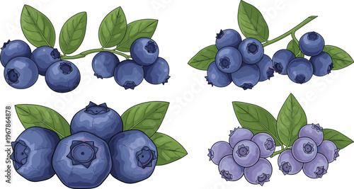 Blueberry vector collection with ripe and unripe clusters and leaves. Fresh organic berries in natural realistic style. Perfect for botanical design, packaging and healthy food branding.