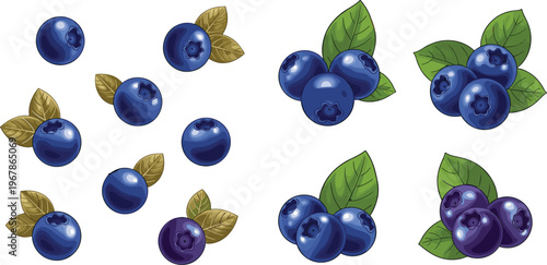 Blueberry vector set with single berries and small clusters. Fresh organic fruit with leaves in realistic style. Perfect for packaging, food branding and healthy design.