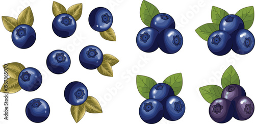 Blueberry small clusters and single berries vector set with leaves. Fresh organic fruit in realistic style. Ideal for packaging, food branding and healthy design projects.