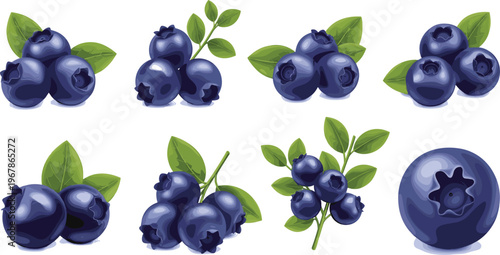Blueberry vector collection with clusters, branches and single berry. Fresh organic fruit with leaves in realistic style. Perfect for packaging, food branding and healthy design.