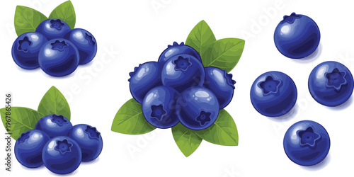 Blueberry realistic vector set with leaves and single berries. Fresh juicy fruit illustration in glossy style. Perfect for packaging, food branding and healthy product designs.