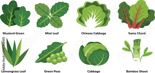 Green vegetable icon collection, fresh leaf and cabbage set isolated on white background for design