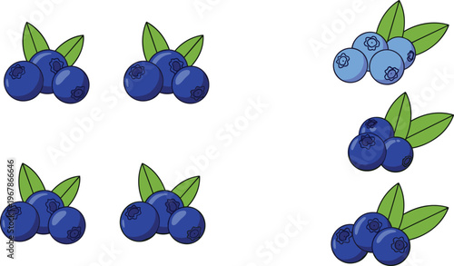 Blueberry vector set with small clusters in different ripeness stages. Fresh organic berries with leaves in simple style. Perfect for packaging, food branding and healthy designs.