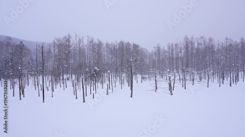 Blue pond in Biei Hokkaido during winter season, Japan
