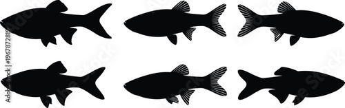 White Danio fish silhouette set. Tropical aquarium vector collection with detailed fins and multiple poses. Freshwater fish silhouettes isolated for nature, pet, and design use.